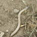 Bakersfield Legless Lizard - Photo (c) jerrywinkle, some rights reserved (CC BY-SA)
