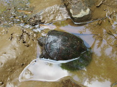 Chelydra acutirostris