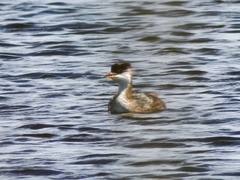 Rollandia microptera
