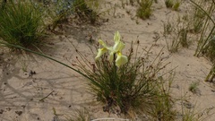 Moraea neglecta