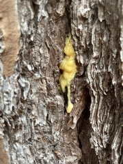 Dendroctonus terebrans