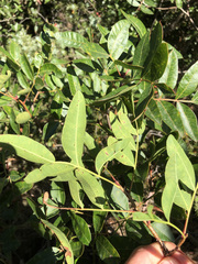 Pistacia × saportae