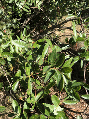 Pistacia × saportae