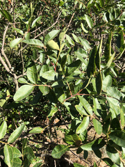 Pistacia × saportae