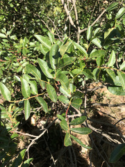 Pistacia × saportae