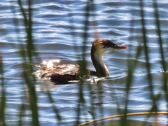 Rollandia microptera