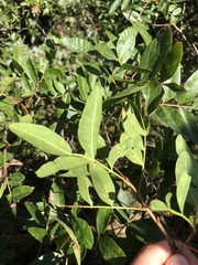 Pistacia × saportae