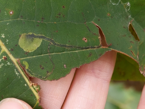 Ectoedemia clemensella photo 5