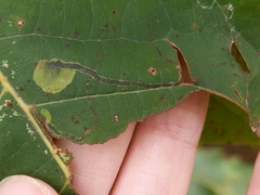 Ectoedemia clemensella