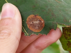 Ectoedemia platanella