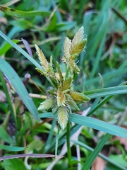 Cyperus flavescens