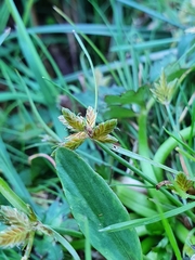 Cyperus flavescens