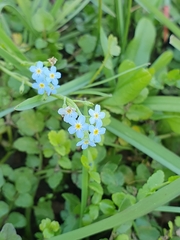 Myosotis stolonifera