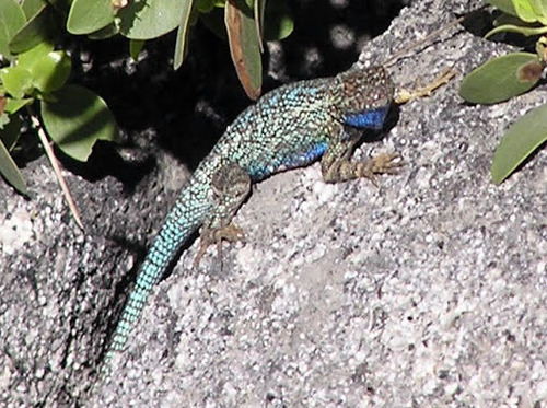 iNaturalist observation photo of Sierra Fence Lizard