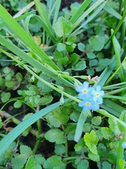 Myosotis stolonifera