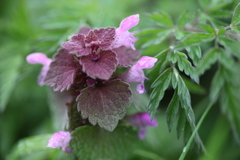 Lamium purpureum