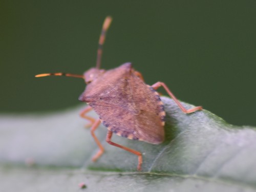Dock Leaf Bug, Meppel, Nederland, photo 7 of 10