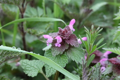 Lamium purpureum
