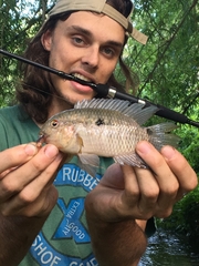 Cichlasoma bimaculatum