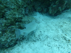 Lachnolaimus maximus