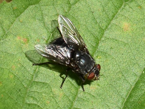 Orange-bearded Bluebottle Fly, Meppel, Nederland, photo 6 of 10