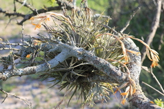 Tillandsia ixioides