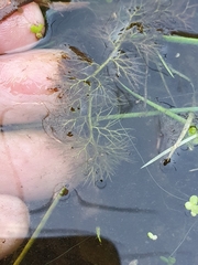 Utricularia australis