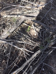Pterostylis arbuscula