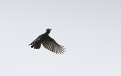 Cephalopterus ornatus