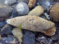 Isara carbonaria