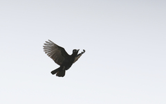 Cephalopterus ornatus