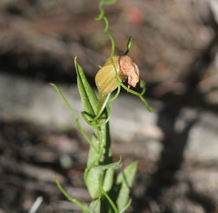 Pterostylis arbuscula