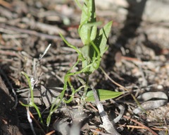Pterostylis arbuscula