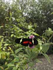 Heliconius clysonymus clysonymus