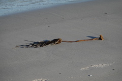 Laminaria hyperborea