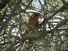 Cardinalis