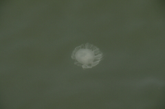 カミクラゲ