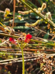 Scrophularia lyrata