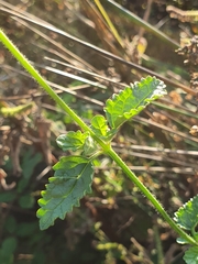Scrophularia lyrata