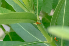 Zelus longipes