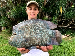 Herichthys carpintis