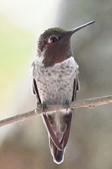 Calypte anna