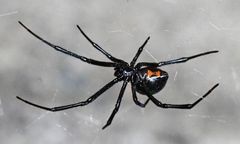 Latrodectus hesperus