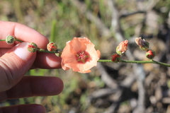 Sphaeralcea chenopodifolia