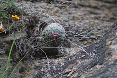 Mammillaria gilensis