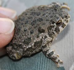 Anaxyrus compactilis