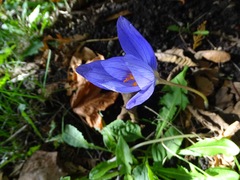 Crocus speciosus