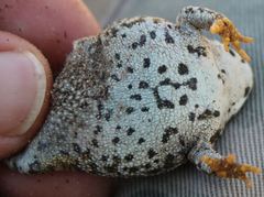 Anaxyrus compactilis