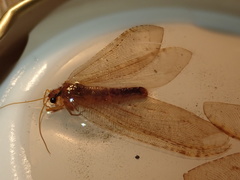 Osmylidae