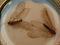 Osmylidae